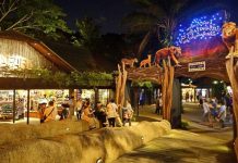 Du lịch Singapore, khám phá vườn thú đêm Night Safari có gì thú vị?